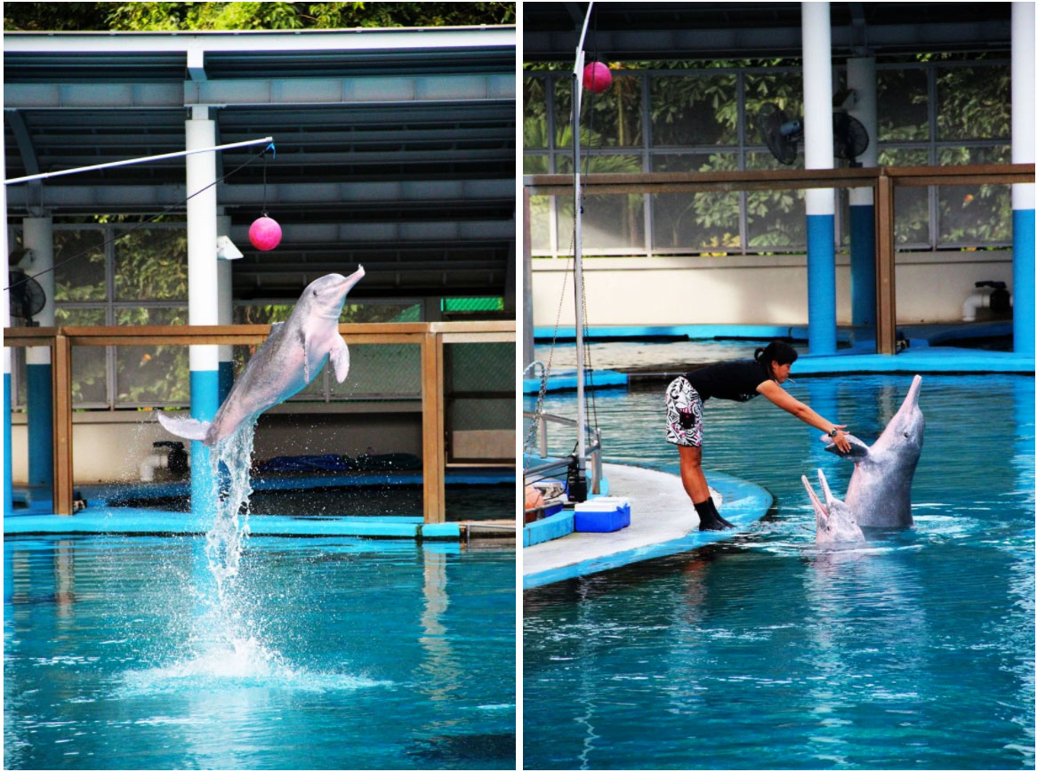 PInk delfini na ostrvu Sentosa u Singapuru